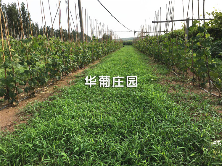 XCLP3-(50T-200T)大噸位精密四柱液壓裁斷機 XCLP3-(50T-200T)大噸位精密四柱液壓裁斷機